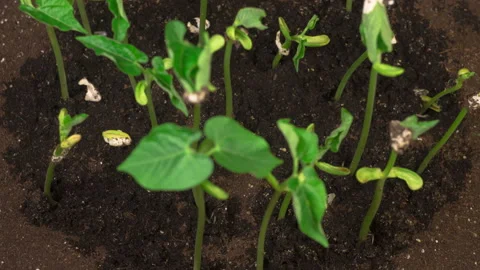 Green Beans Growing on Black Background Stockbeeldmateriaal 140346839