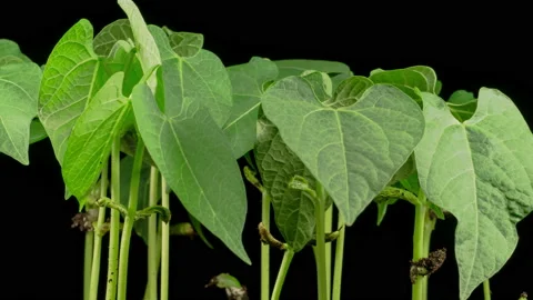 Green Beans Growing on Black Background Видео 141287032