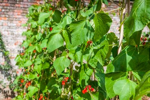 Green Beans growing Stock Photos