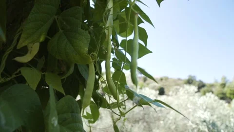 Green beans hanging with the sun in the background  Video stock 144899495
