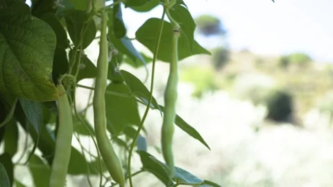 Green beans hanging with the sun in the background. Stock-Footage 144899532
