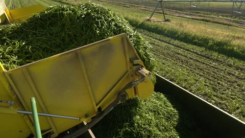 Green Beans Harvest. Stock Footage 330348453