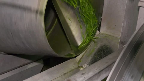 Green Beans Harvest. Movement on the conveyor. Video stock 330349746