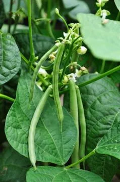 Green beans Stock Photos