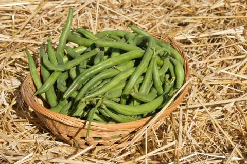 Green beans Photos