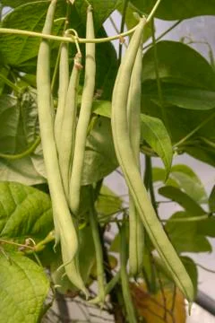 Green beans Stock Photos