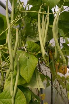 Green beans Stock Photos
