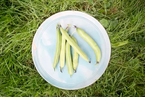 Green beans Фото