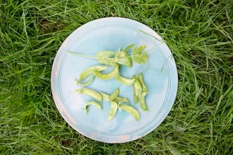 Green beans Stock Photos