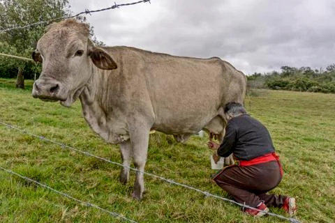 Green Beans Stock Photos