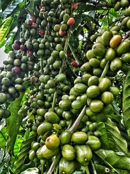 Green beans Stock Photos