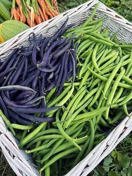 Green beans Fotos de archivo
