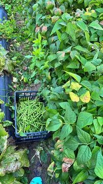 Green beans Stock Photos
