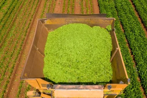 Green Beans picker processing a large field. Stock Photos
