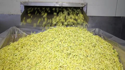 Green beans processing in food industry Stock Footage 163216973
