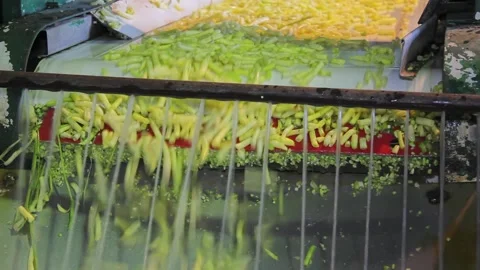 Green beans processing in food industry Stock Footage 163216992