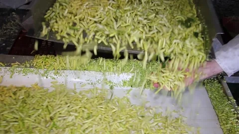 Green beans processing in food industry Stock Footage 163217086