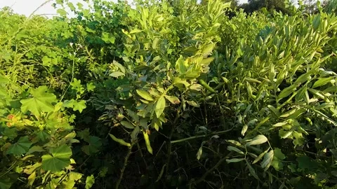 Green beans in southern Iran fields Stock Footage 273867156