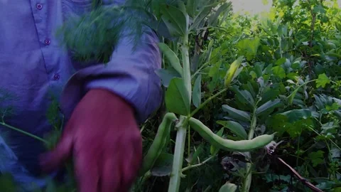 Green beans in southern Iran fields Stock Footage 273867272