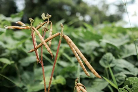 Green beans on the tree, Ready be harvested Stock Photos