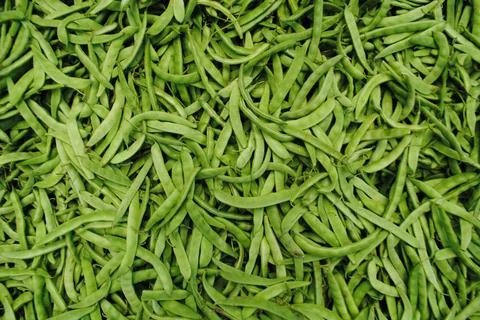 Green beans. Vegetable. Foto stock