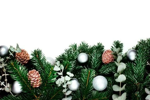 Green beautiful branches of pine tree Stock Photos