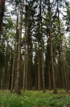 Green beautiful forest Stock Photos