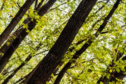 Green beautiful forest Stock Photos