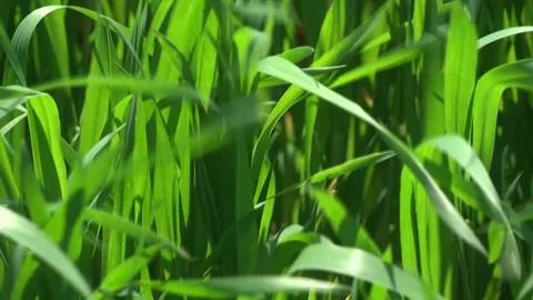 Green beautiful grass. Close-up Video stock 107653836