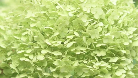 Green beautiful hydrangea blossom  at cloudy day. macro Stock Footage 249015982