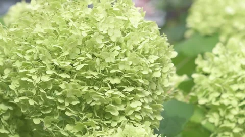 Green beautiful hydrangea blossom  at cloudy day. close up Stockbeeldmateriaal 249016346
