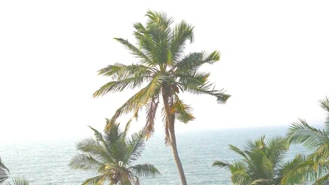 Green beautiful palms with coconuts against the blue sky. Beautiful tropical 库存影片 119645053