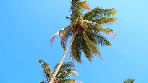 Green beautiful palms with coconuts against blue sky. Beautiful tropical, exotic Stock Footage 120127474