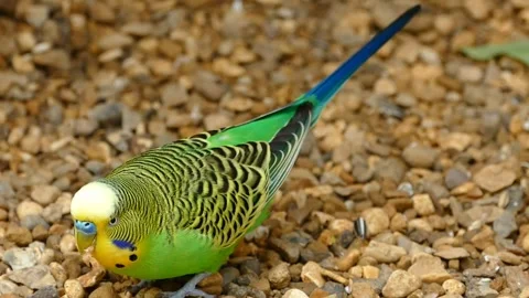 Green beautiful parrot Video stock 270817467