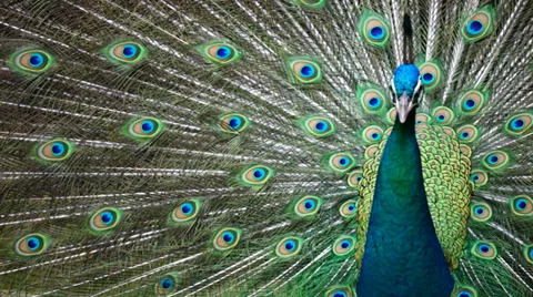 Green Beautiful Peacock Stock Footage 33827517