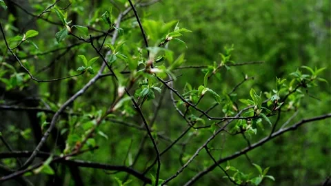 A green, beautiful, spring bush. Stock Footage 153344649