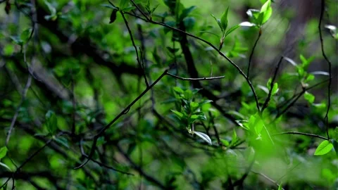 A green, beautiful, spring bush. Stock Footage 153615991