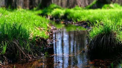 A green, beautiful, spring forest.A beautiful forest stream. Stock Footage 153593498