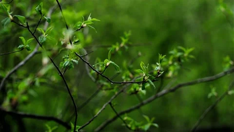 A green, beautiful, spring forest. Stock Footage 153344106