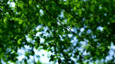 A green, beautiful, spring forest. Stock Footage 153593960
