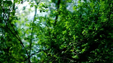 A green, beautiful, spring forest. Stock Footage
