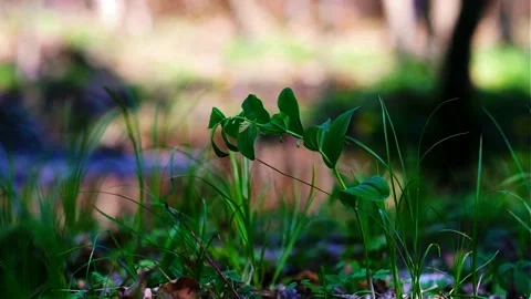 A green, beautiful, spring plant. Stock Footage 153521813
