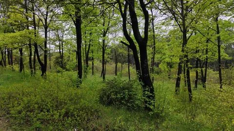 Green beautiful tree barks background Stock Photos