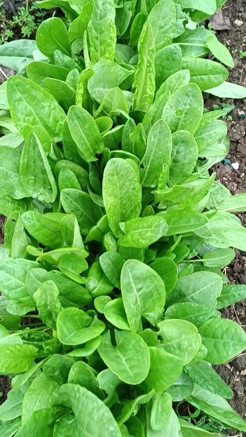 Green bed with fresh sorrel on a spring day. Delicious healthy greens for food Stock Footage 305760234