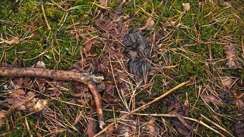 Green bed of moss in forest Stock Footage 107022136