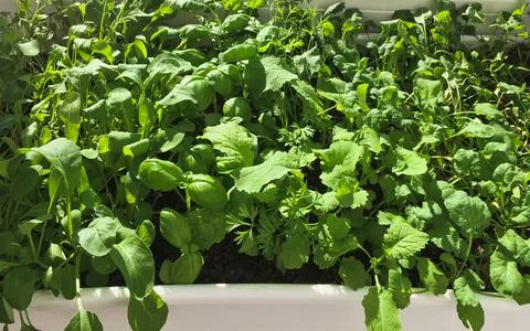 Green bed on the window, vegetable garden on the windowsill Stock Photos