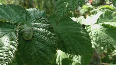 The green bedbug is a family of Hemiptera, commonly named "shield bugs" 動画素材 201055837