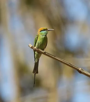 The green bee-eater, also known as asian green bee-eaterin in green blur ba.. Stock Photos