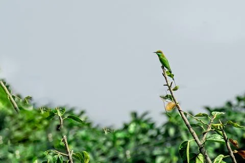 Green bee eater on Banian tree Stock Photos