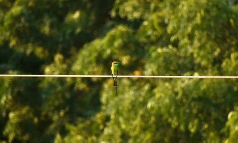 Green Bee-eater bird or Merops orientalis sitting on the electric wire. Stock Photos